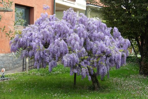 WISTERIE